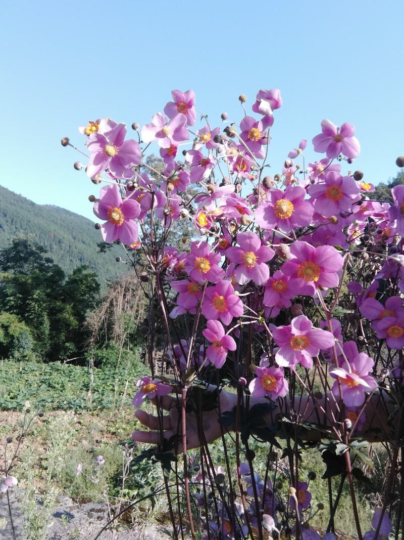 野棉花秋牡丹种子种球种根打碗碗花卉苗盆栽地栽