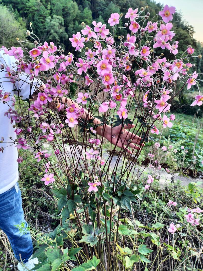 野棉花秋牡丹种子种球种根打碗碗花卉苗盆栽地栽