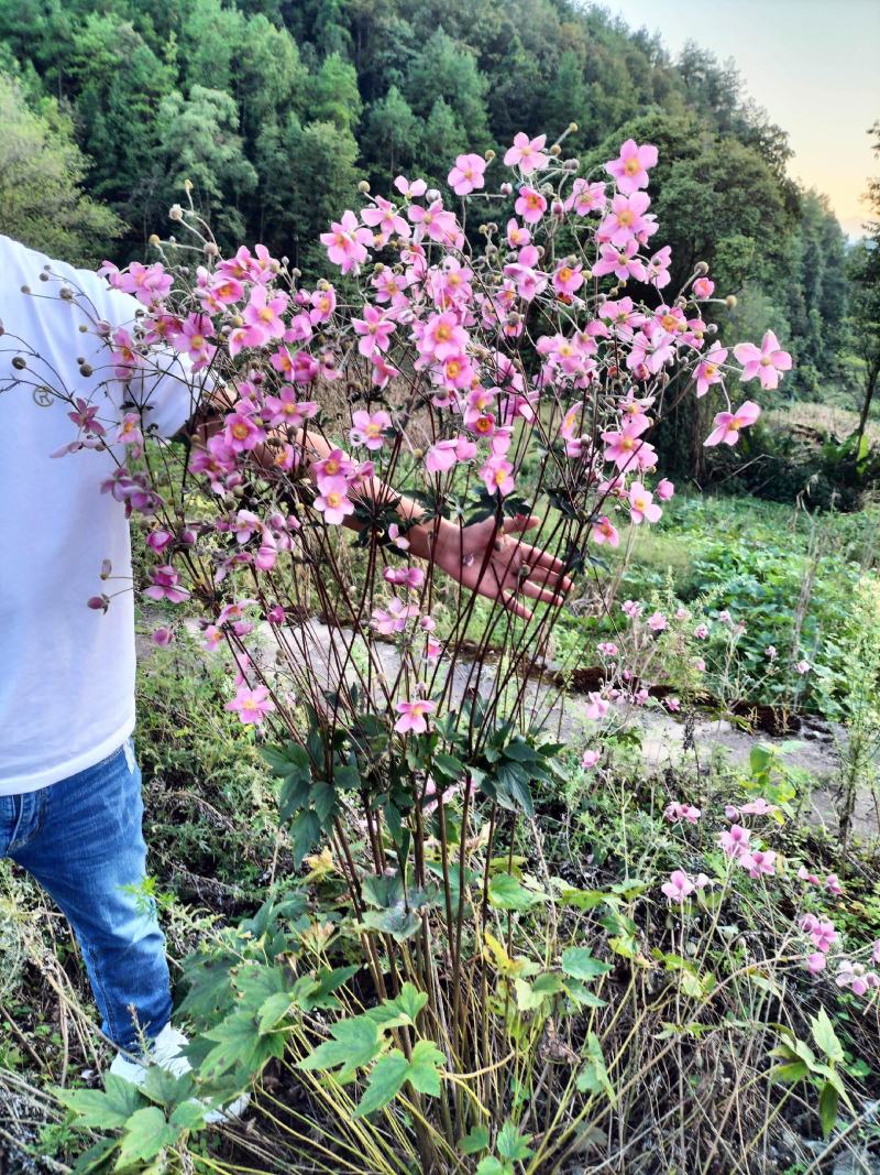 野棉花秋牡丹种子种球种根打碗碗花卉苗盆栽地栽
