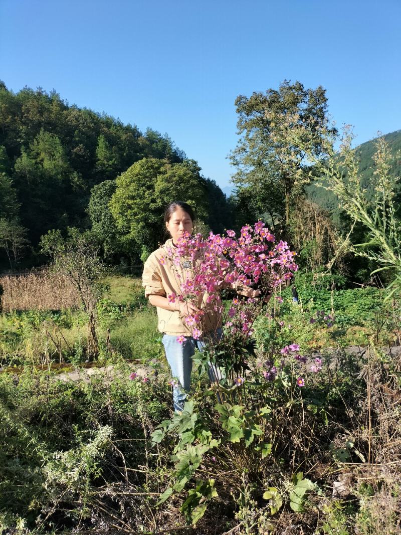 野棉花秋牡丹种子种球种根打碗碗花卉苗盆栽地栽