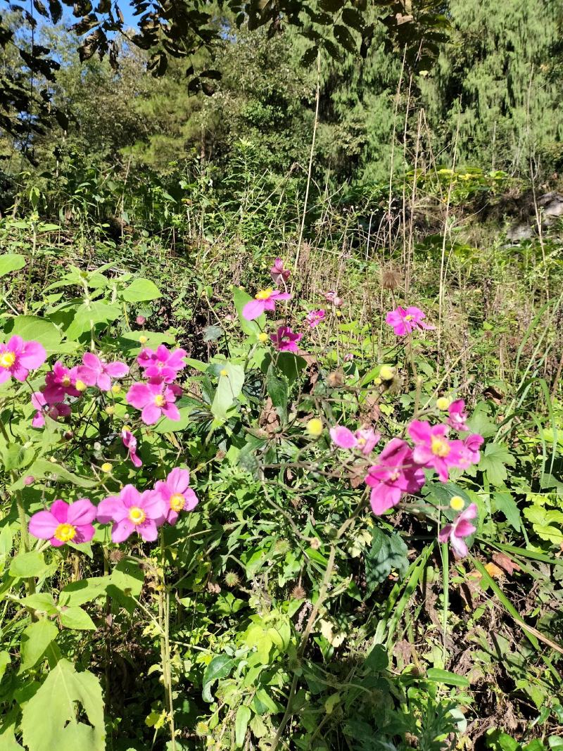 野棉花秋牡丹种子种球种根打碗碗花卉苗盆栽地栽