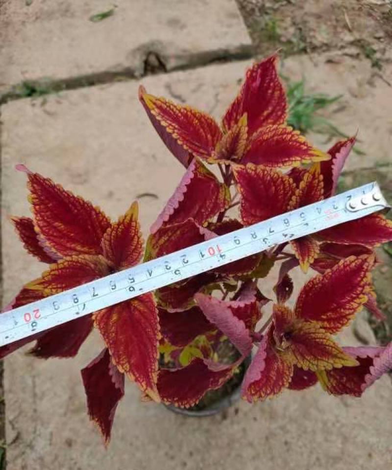 彩叶草盆栽五彩四季渐变紫叶草变色草观叶植物耐热耐晒易养活