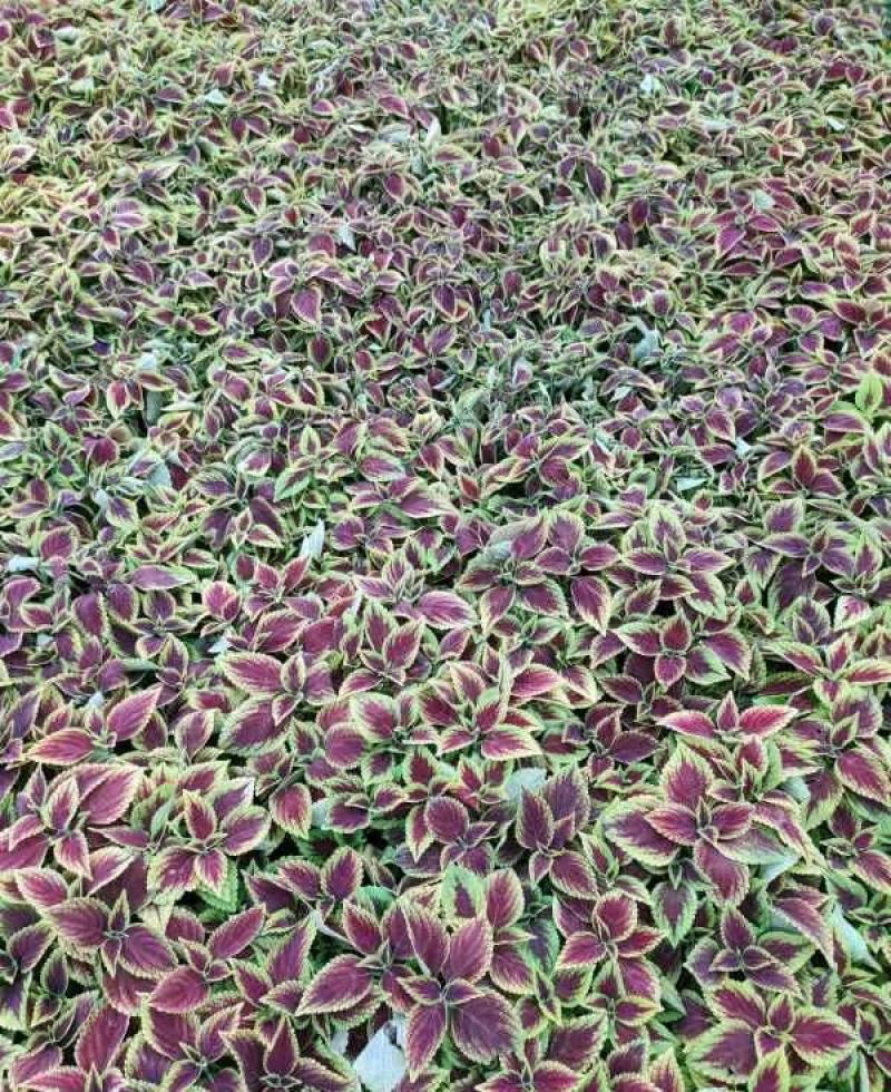 彩叶草盆栽五彩四季渐变紫叶草变色草观叶植物耐热耐晒易养活