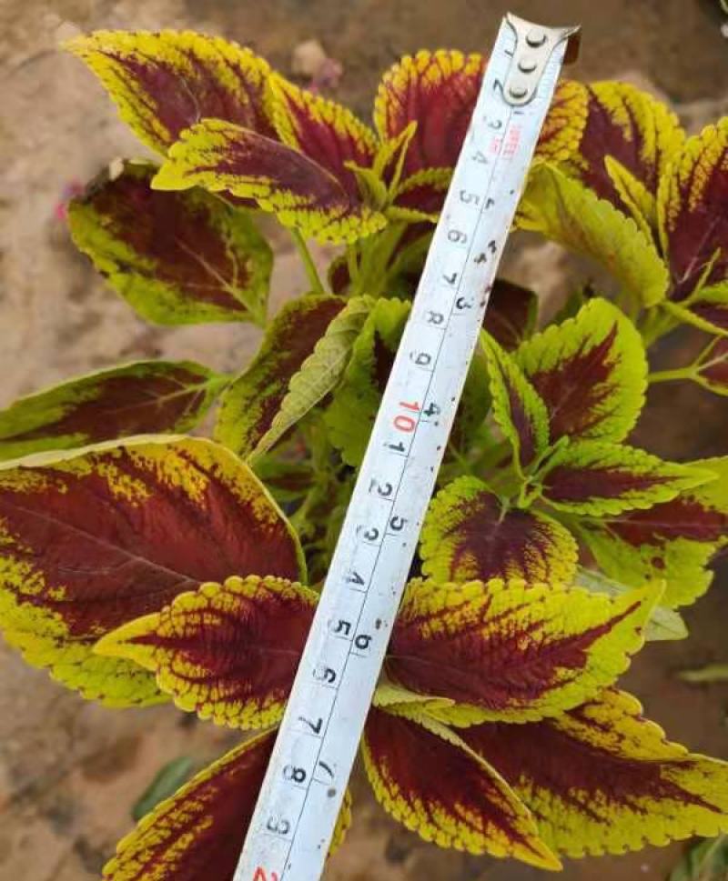 彩叶草盆栽五彩四季渐变紫叶草变色草观叶植物耐热耐晒易养活