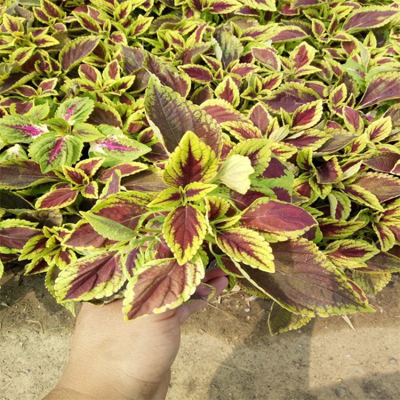 彩叶草盆栽五彩四季渐变紫叶草变色草观叶植物耐热耐晒易养活