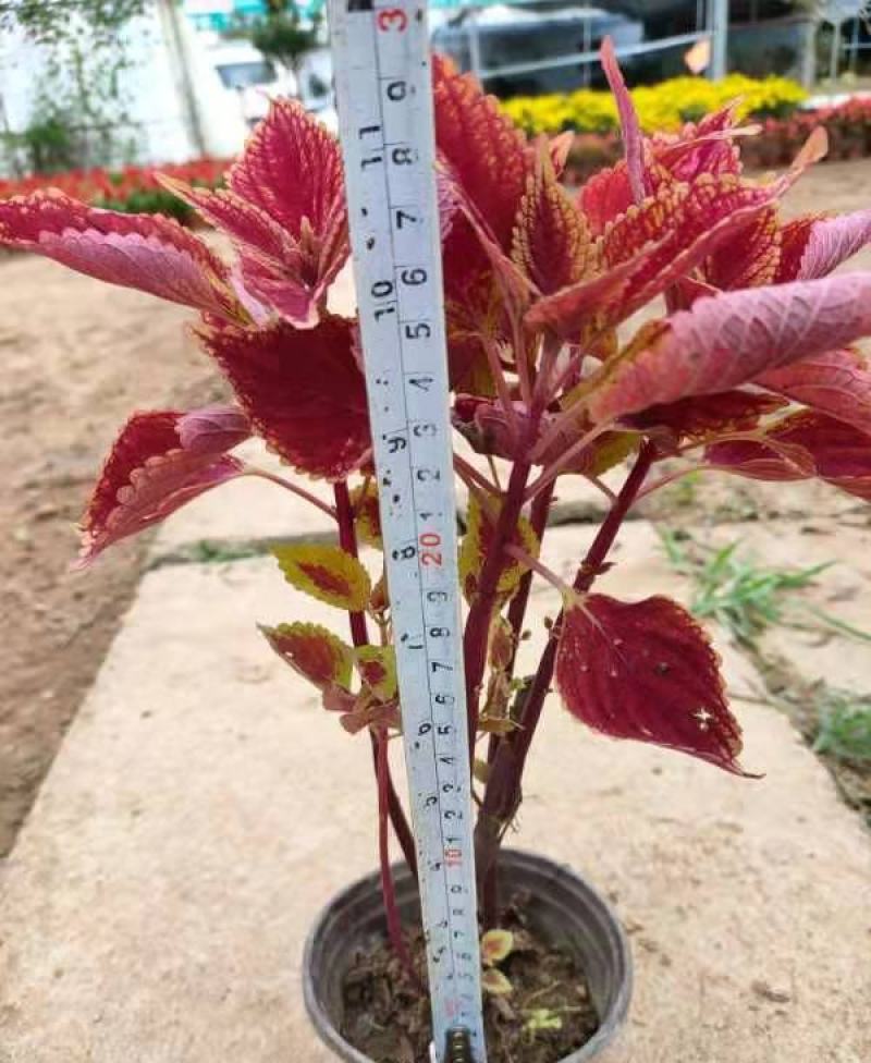 彩叶草盆栽五彩四季渐变紫叶草变色草观叶植物耐热耐晒易养活