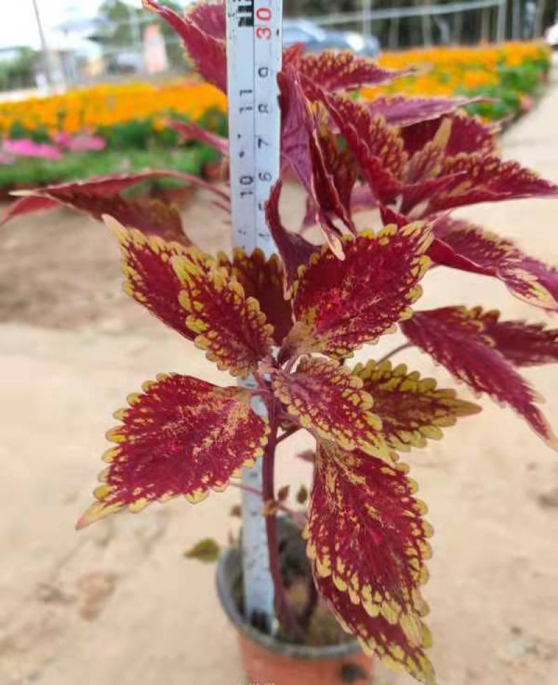 彩叶草盆栽五彩四季渐变紫叶草变色草观叶植物耐热耐晒易养活