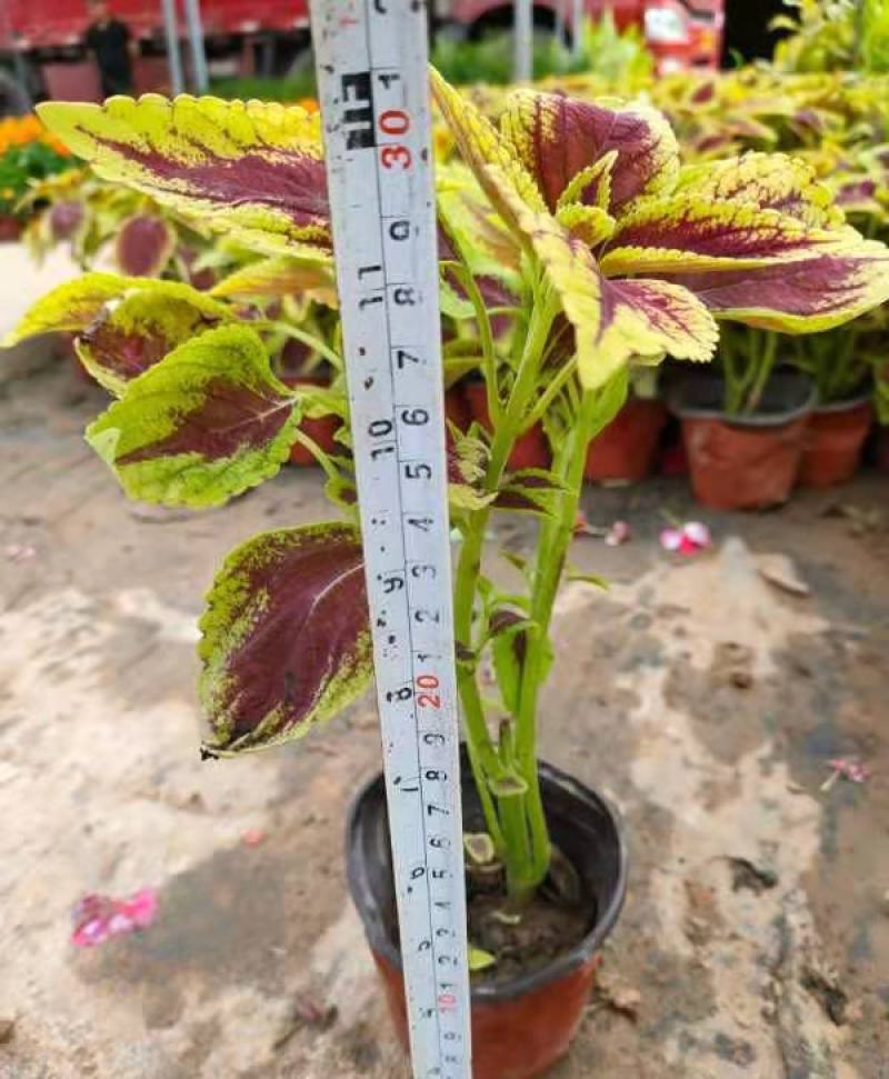 彩叶草盆栽五彩四季渐变紫叶草变色草观叶植物耐热耐晒易养活