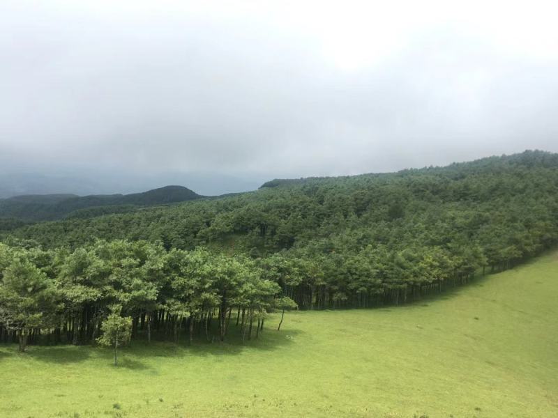 昆明松子