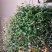 婚纱吊兰盆栽花苗室内垂吊悬挂绿植物花卉吸甲醛四季常青繁星