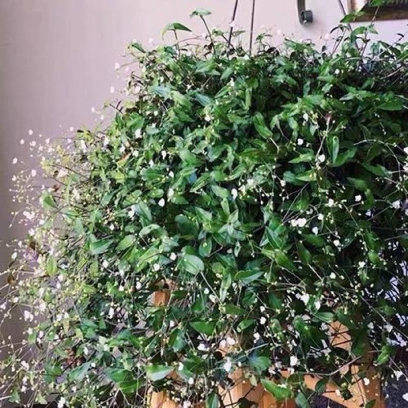 婚纱吊兰盆栽花苗室内垂吊悬挂绿植物花卉吸甲醛四季常青繁星