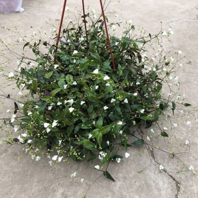 婚纱吊兰盆栽花苗室内垂吊悬挂绿植物花卉吸甲醛四季常青繁星