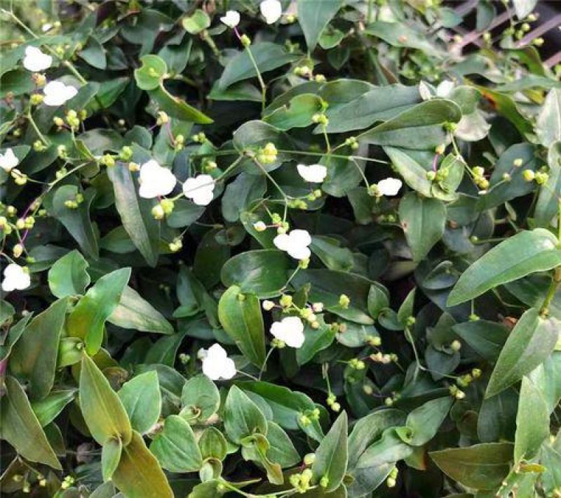 婚纱吊兰盆栽花苗室内垂吊悬挂绿植物花卉吸甲醛四季常青繁星