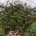 婚纱吊兰盆栽花苗室内垂吊悬挂绿植物花卉吸甲醛四季常青繁星