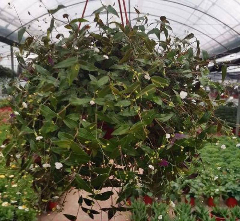 婚纱吊兰盆栽花苗室内垂吊悬挂绿植物花卉吸甲醛四季常青繁星