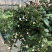 婚纱吊兰盆栽花苗室内垂吊悬挂绿植物花卉吸甲醛四季常青繁星