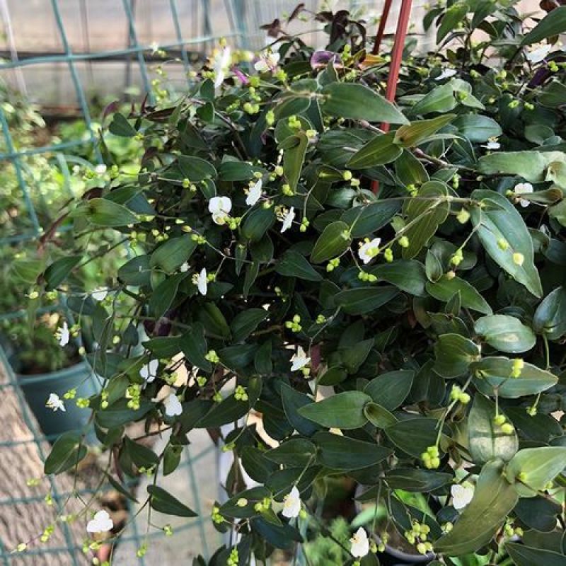婚纱吊兰盆栽花苗室内垂吊悬挂绿植物花卉吸甲醛四季常青繁星