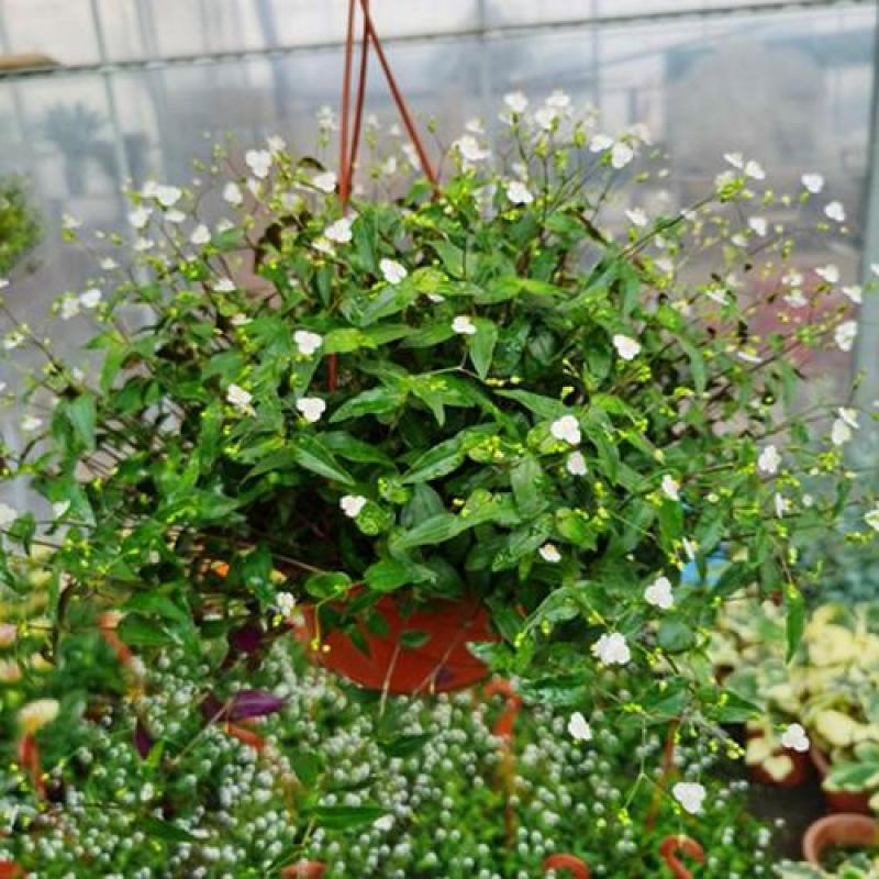 婚纱吊兰盆栽花苗室内垂吊悬挂绿植物花卉吸甲醛四季常青繁星