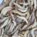 厂家直销海虾仁100/200