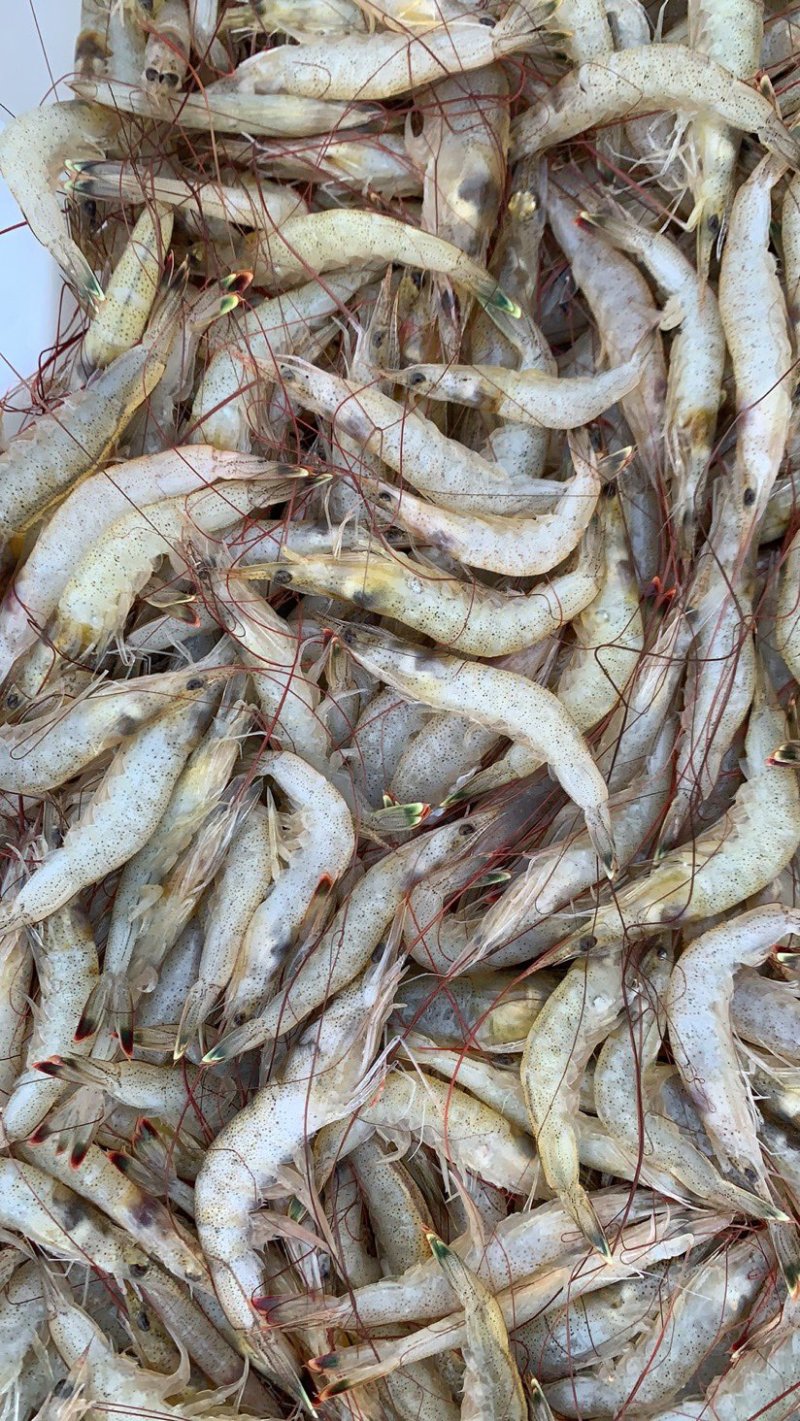 厂家直销海虾仁100/200