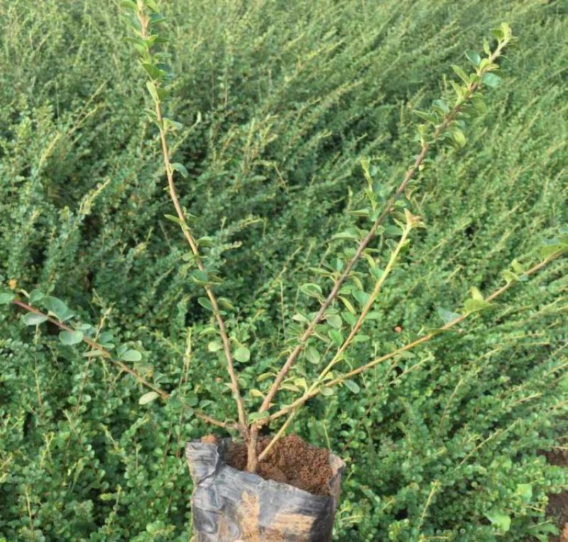平枝荀子盆栽铺地蜈蚣梅苗桩创意掌上盆景造型素材微盆景观果