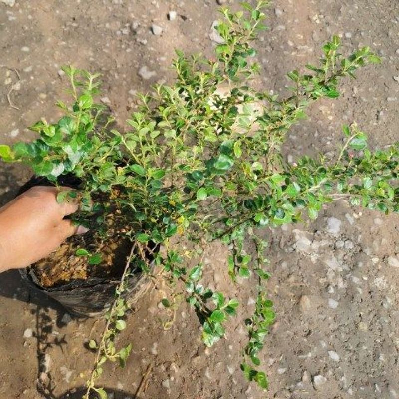 平枝荀子盆栽铺地蜈蚣梅苗桩创意掌上盆景造型素材微盆景观果