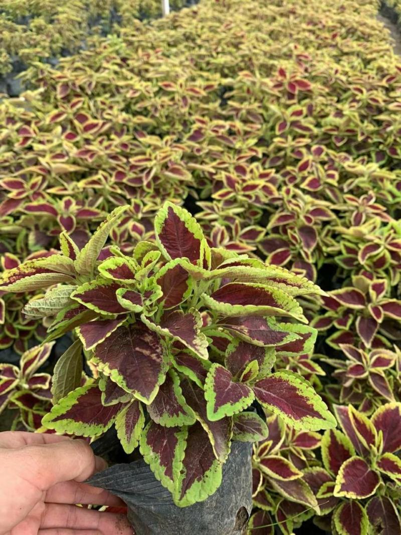 平枝荀子盆栽铺地蜈蚣梅苗桩创意掌上盆景造型素材微盆景观果