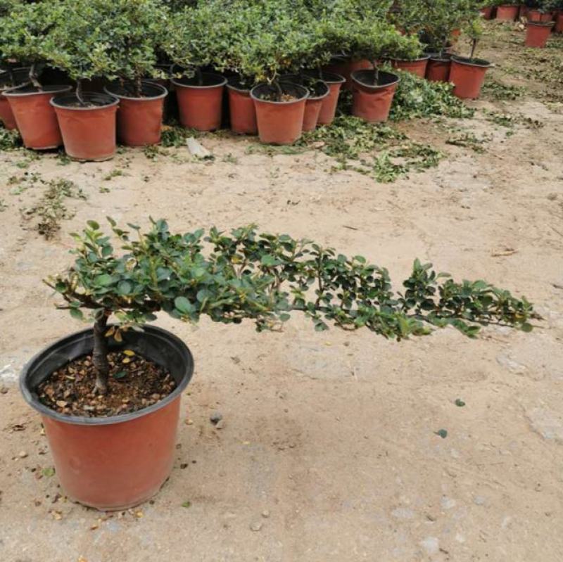 平枝荀子盆栽铺地蜈蚣梅苗桩创意掌上盆景造型素材微盆景观果