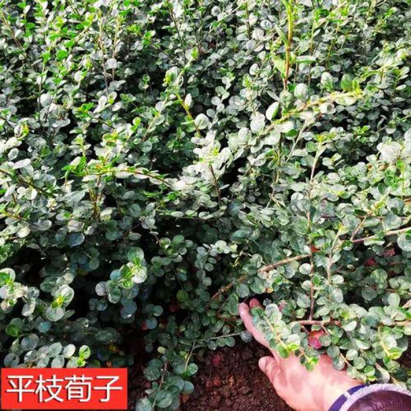 平枝荀子盆栽铺地蜈蚣梅苗桩创意掌上盆景造型素材微盆景观果