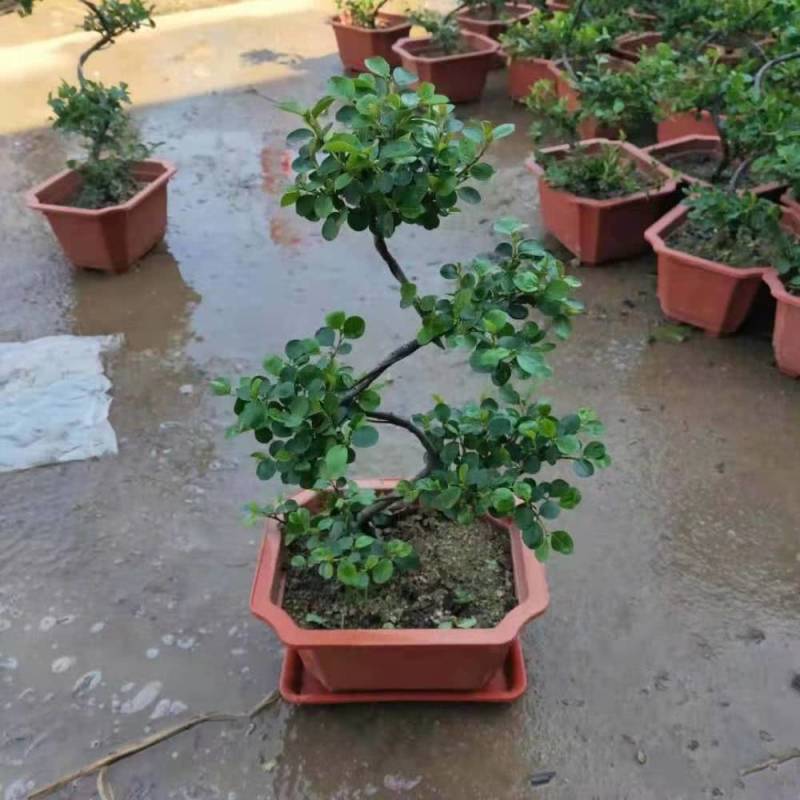 平枝荀子盆栽铺地蜈蚣梅苗桩创意掌上盆景造型素材微盆景观果