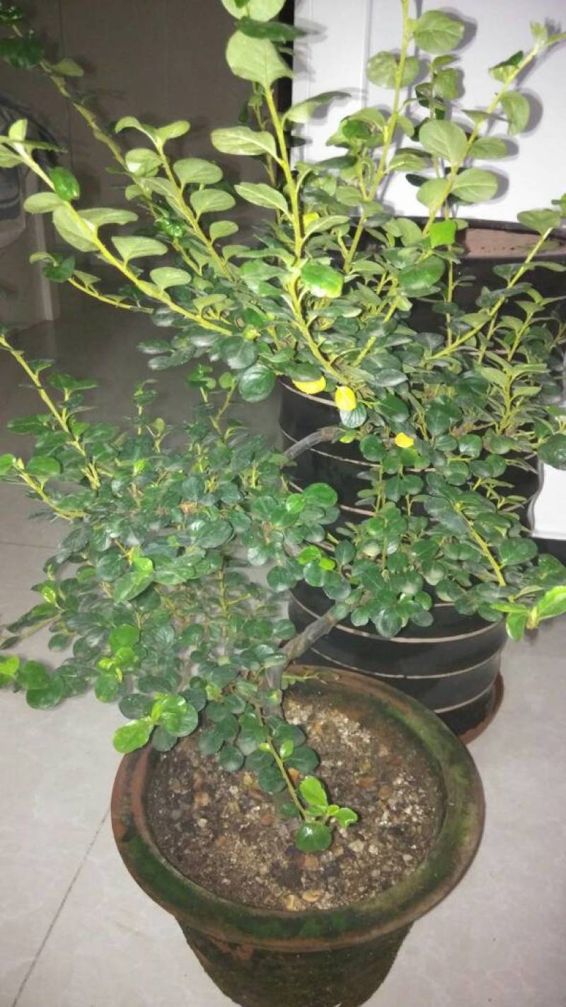 平枝荀子盆栽铺地蜈蚣梅苗桩创意掌上盆景造型素材微盆景观果