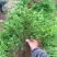 平枝荀子盆栽铺地蜈蚣梅苗桩创意掌上盆景造型素材微盆景观果