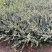 平枝荀子盆栽铺地蜈蚣梅苗桩创意掌上盆景造型素材微盆景观果