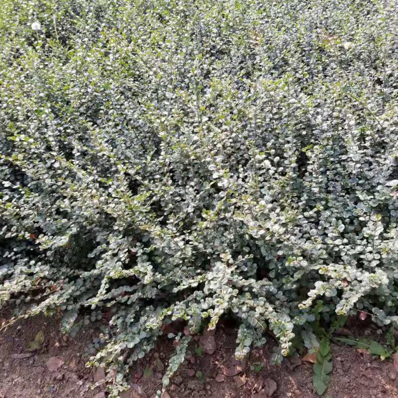平枝荀子盆栽铺地蜈蚣梅苗桩创意掌上盆景造型素材微盆景观果