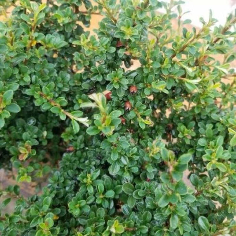 平枝荀子盆栽铺地蜈蚣梅苗桩创意掌上盆景造型素材微盆景观果