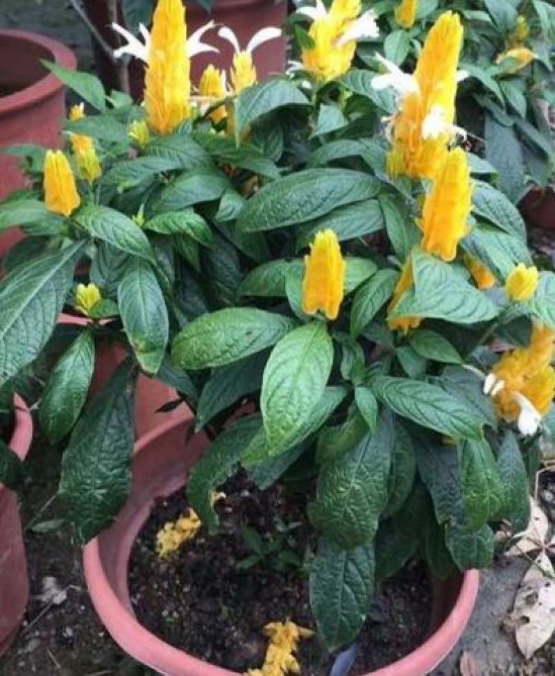 黄金塔苗金苞花盆栽黄金宝塔花苗观赏花植物四季开花带花