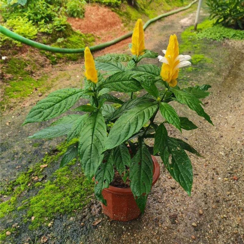 黄金塔苗金苞花盆栽黄金宝塔花苗观赏花植物四季开花带花