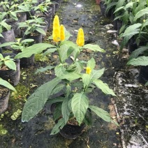 黄金塔苗金苞花盆栽黄金宝塔花苗观赏花植物四季开花带花