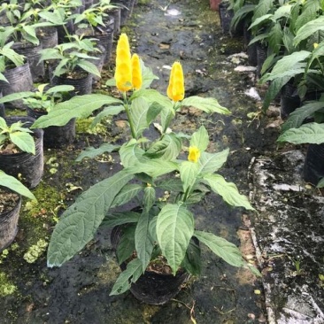 黄金塔苗金苞花盆栽黄金宝塔花苗观赏花植物四季开花带花