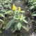 黄金塔苗金苞花盆栽黄金宝塔花苗观赏花植物四季开花带花