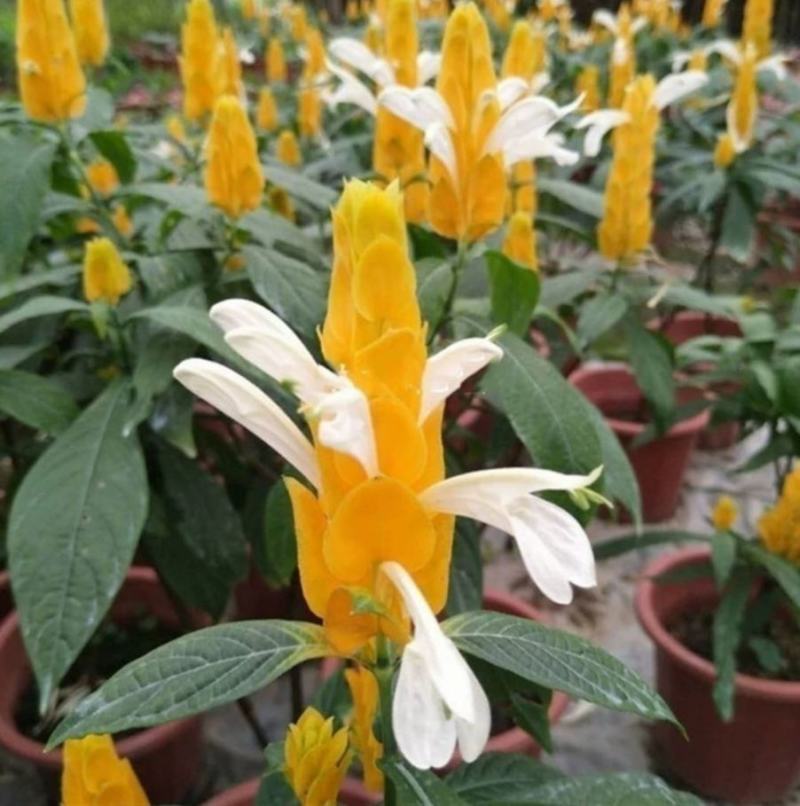 黄金塔苗金苞花盆栽黄金宝塔花苗观赏花植物四季开花带花
