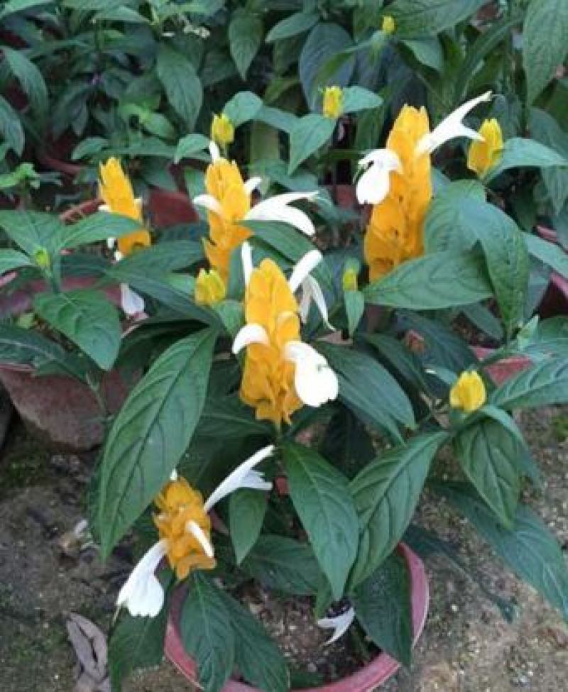 黄金塔苗金苞花盆栽黄金宝塔花苗观赏花植物四季开花带花