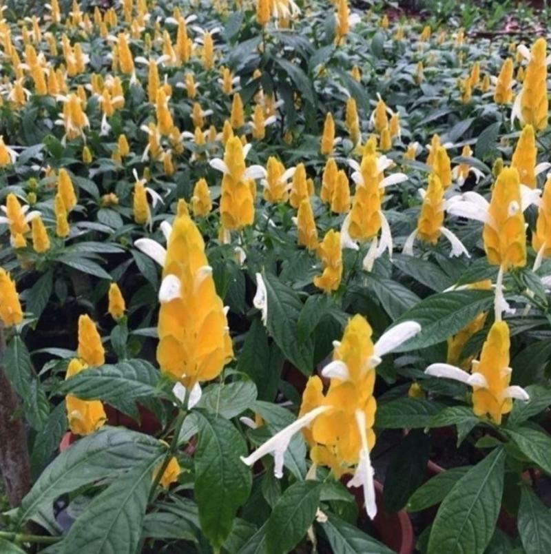 黄金塔苗金苞花盆栽黄金宝塔花苗观赏花植物四季开花带花