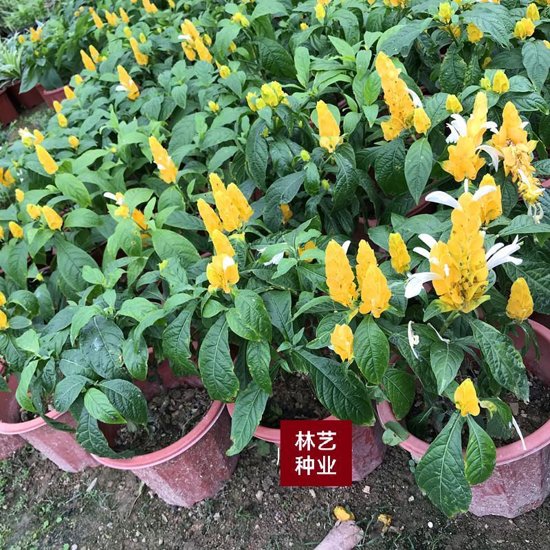 黄金塔苗金苞花盆栽黄金宝塔花苗观赏花植物四季开花带花