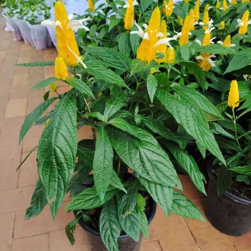 黄金塔苗金苞花盆栽黄金宝塔花苗观赏花植物四季开花带花