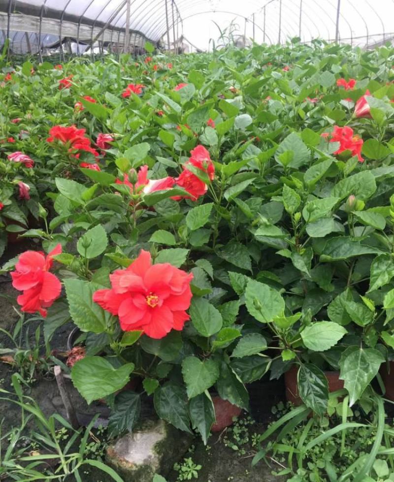 扶桑花盆栽绿植带花苞木槿花苗四季开花朱瑾花阳台开花