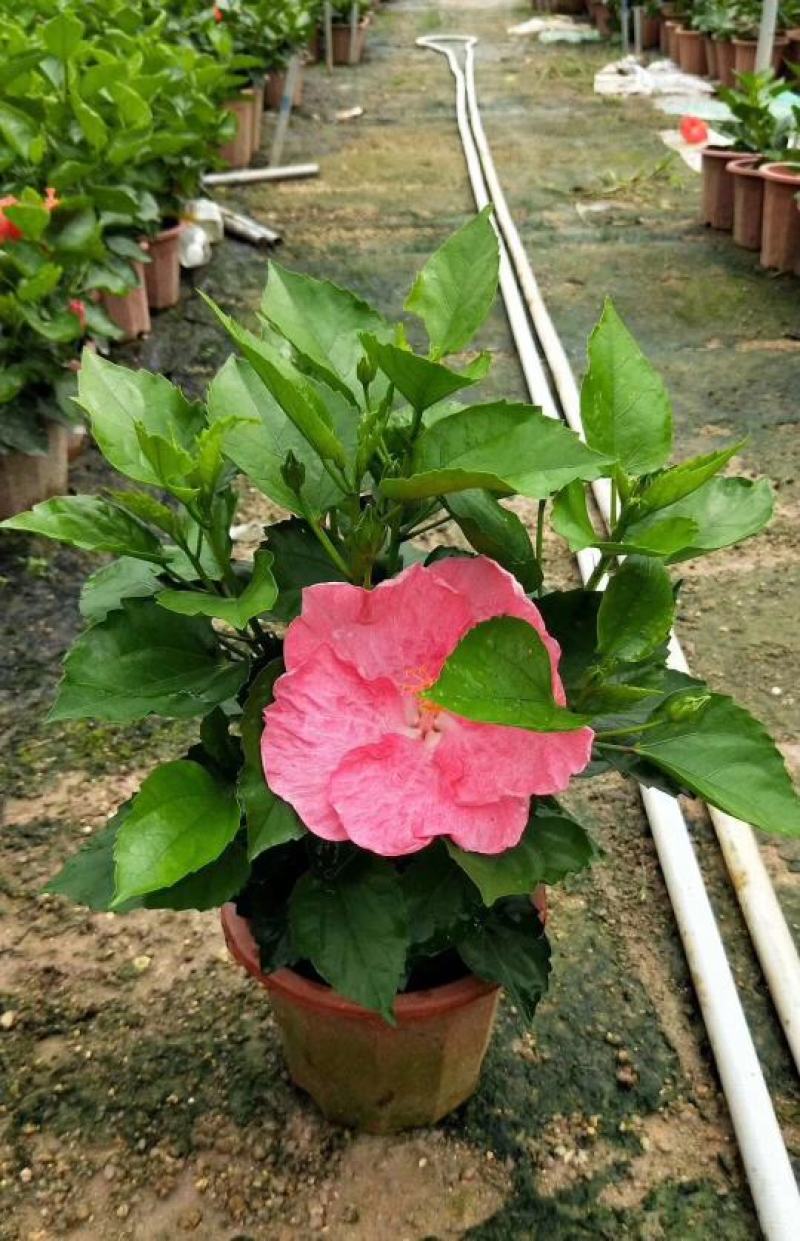 扶桑花盆栽绿植带花苞木槿花苗四季开花朱瑾花阳台开花