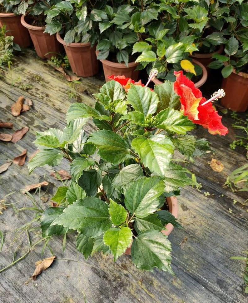 扶桑花盆栽绿植带花苞木槿花苗四季开花朱瑾花阳台开花