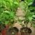 扶桑花盆栽绿植带花苞木槿花苗四季开花朱瑾花阳台开花