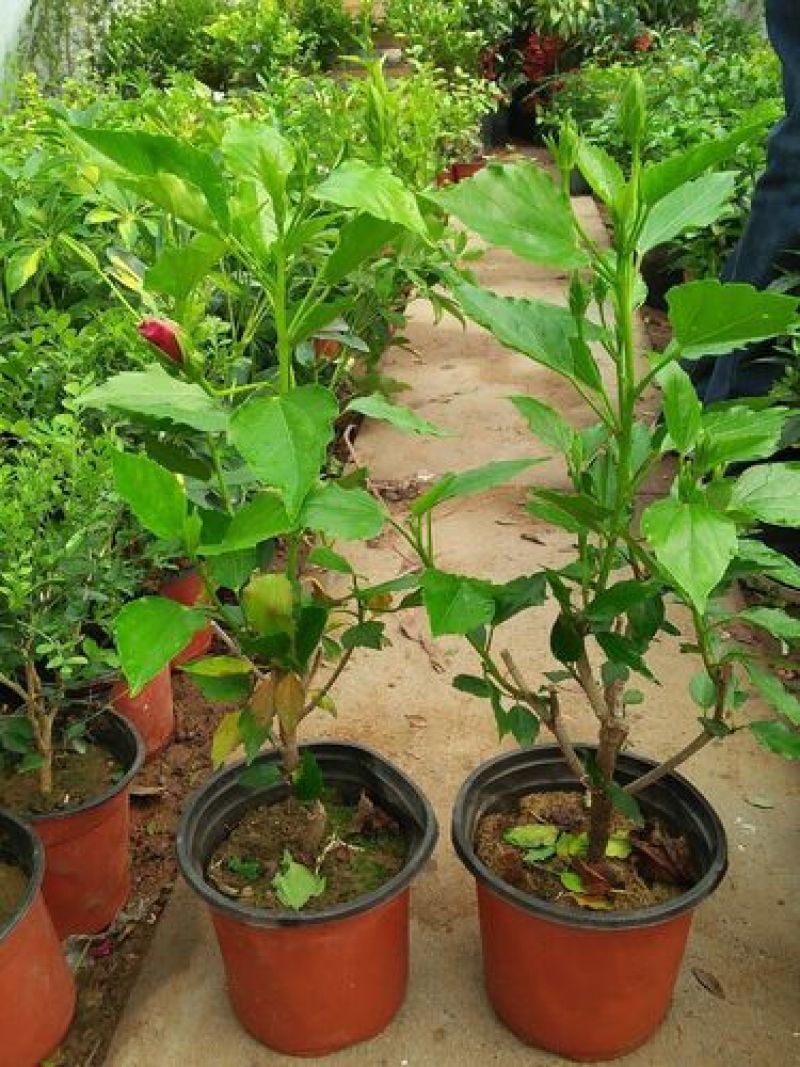 扶桑花盆栽绿植带花苞木槿花苗四季开花朱瑾花阳台开花